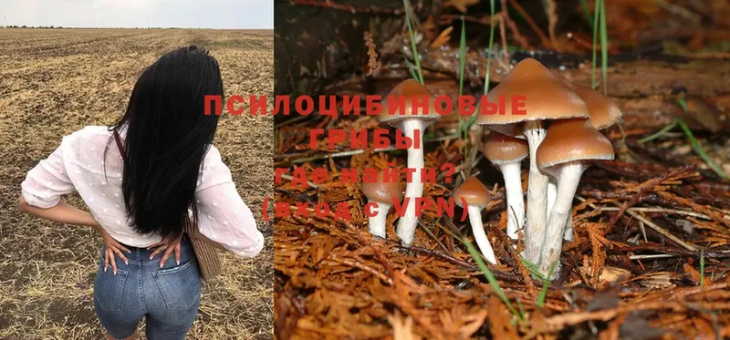 Псилоцибиновые грибы Psilocybine cubensis  Кореновск 